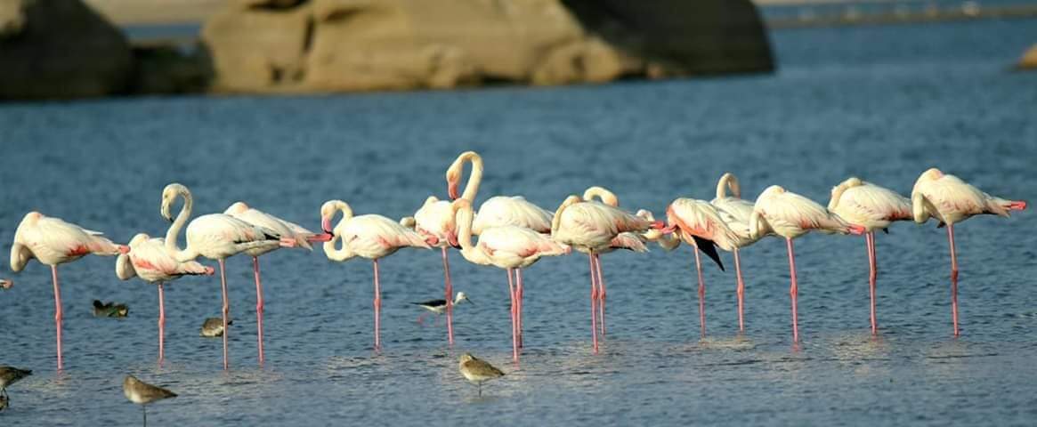 Flamingo in Südindien Kerala