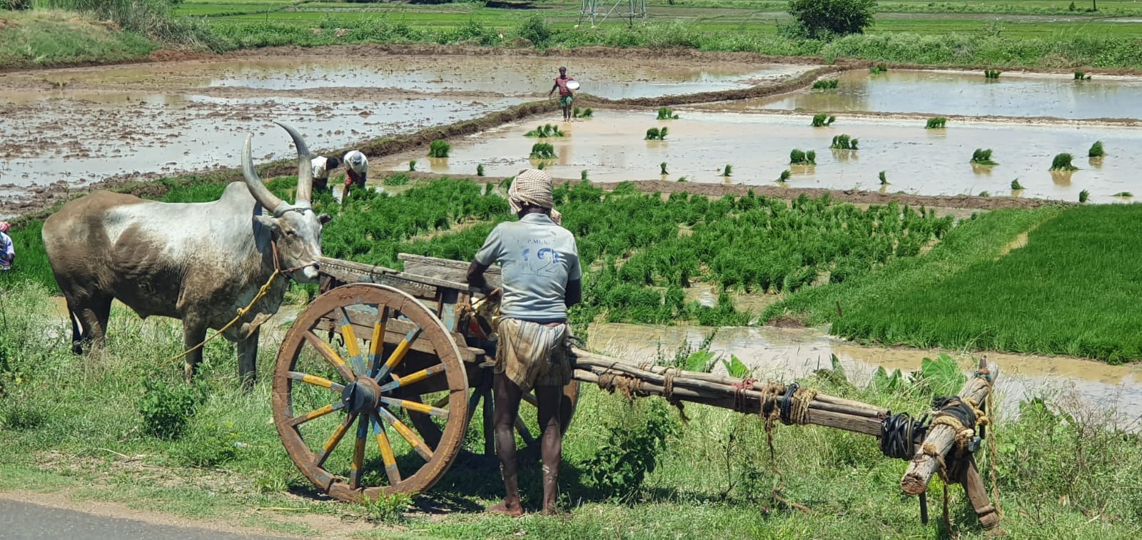 südindische Landwirtschaft